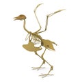 Bird skeleton