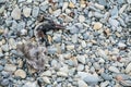 A bird skeleton on the floor. Royalty Free Stock Photo