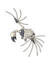Bird skeleton. Isolated vector object on white background Royalty Free Stock Photo