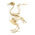 Bird skeleton realistic illustration. Bird body inner anatomy structure for studying. Pigeon skeleton with all bones Royalty Free Stock Photo