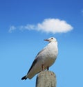 Bird, sky and nature with summer, cloud and wildlife for ornithology and birdwatching. Hartlaubs gull, closeup and