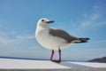 Bird, sky and nature with summer, sea and wildlife for ornithology and birdwatching. Hartlaub gull, closeup and animal Royalty Free Stock Photo