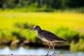 Bird Snipe. In the distance, the swamp Royalty Free Stock Photo