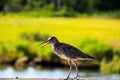 Bird Snipe. In the distance, the swamp