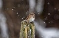 Bird in snow Royalty Free Stock Photo