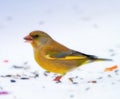 Bird, snow and nature with feather in natural environment for wildlife, ecosystem and fly outdoor. Animals, greenfinch Royalty Free Stock Photo