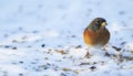 Bird, snow and nature with feather in natural environment for wildlife, ecosystem and fly outdoor. Fluffy and fragile Royalty Free Stock Photo