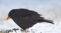 Bird, snow and nature with feather in natural environment for wildlife, ecosystem and fly outdoor. Fluffy and fragile Royalty Free Stock Photo