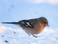 Bird, snow and nature with winter, frost and wildlife for ornithology and birdwatching. Chaffinch, closeup and animal