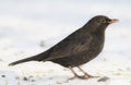 Bird, snow and nature with winter, ice and wildlife for ornithology and birdwatching. Blackbird, closeup and animal