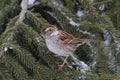 Bird In Snow