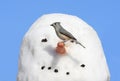 Bird On A Snowman