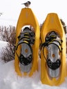 Bird on snowshoes