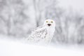 Bird snowy owl sitting on the snow, winter scene with snowflakes in wind. Royalty Free Stock Photo