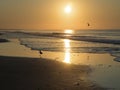 A bird soars over the ocean at sunrise Royalty Free Stock Photo