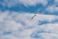 The bird soars in the sky Royalty Free Stock Photo