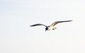 Bird in solitary flight, Baby Beach, Aruba. Royalty Free Stock Photo