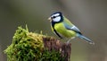 Bird Song Great Tit Perched on Mossy Stump, Vibrant Colors Royalty Free Stock Photo