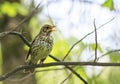 Bird song thrush sings loudly in the spring woods Royalty Free Stock Photo