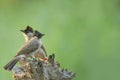 Bird (sooty-headed bulbul) perching on beautiful branch Royalty Free Stock Photo