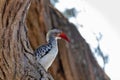 Bird red-billed hornbill, Namibia, Africa wildlife Royalty Free Stock Photo