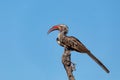 Bird red-billed hornbill, Botswana, Africa wildlife Royalty Free Stock Photo