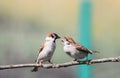 A bird a Sparrow feeding her little hungry chick on a branch in