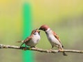 Bird Sparrow feeds his little funny hungry chick with a wide ope Royalty Free Stock Photo