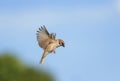 Bird Sparrow flies in a summer Sunny garden on the background blue sky