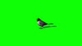 Bird sparrow idle - green screen-