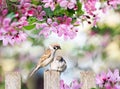 Beautiful natural background with birds sparrows sit on a wooden fence in a rustic garden surrounded by pink flowers veto apple on