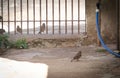 Bird sparrow looking Royalty Free Stock Photo