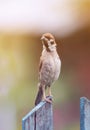 bird Sparrow is stretched out on a wooden fence