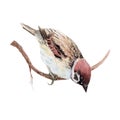 Bird sparrow Watercolor painting. Watercolor hand painted cute animal illustrations