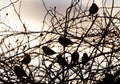 Bird sparrows on a tree at sunrise sun