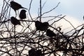 Bird sparrows on a tree at sunrise sun