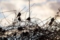 Bird sparrows on a tree at sunrise sun