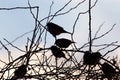 Bird sparrows on a tree at sunrise sun