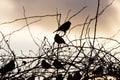 Bird sparrows on a tree at sunrise sun