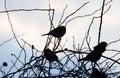 Bird sparrows on a tree at sunrise sun