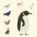 Bird species collection different vector illustration wild animal characters avifauna tropical feather pets