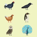 Bird species collection different vector illustration wild animal characters avifauna tropical feather pets