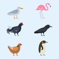 Bird species collection different vector illustration wild animal characters avifauna tropical feather pets