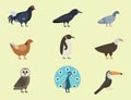 Bird species collection different vector illustration wild animal characters avifauna tropical feather pets