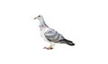 Bird of the species Italian Owl pigeon in white and black color, isolated on a white background with a clipping path. Royalty Free Stock Photo