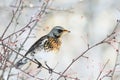 Bird speckled thrush sitting on a branch with berries in winter Royalty Free Stock Photo