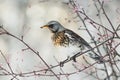 Bird speckled thrush sitting on a branch with berries in winter Royalty Free Stock Photo