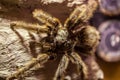 A bird spider, tarantula hangs on a stone Royalty Free Stock Photo