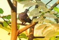 Bird spotted dove perching on the branch Royalty Free Stock Photo
