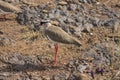 Bird spotted on the ground camouflaging Royalty Free Stock Photo